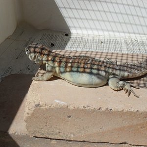 SDC10183 (1024x768).jpg