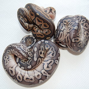 Grupo cinnamon y pewters.JPG