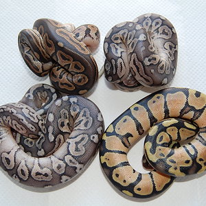 Grupo , pastel x cinnamon y pewters ..JPG