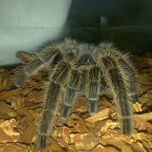 mi grammostola de frente.jpg