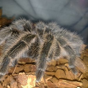 mi grammostola de lado.jpg