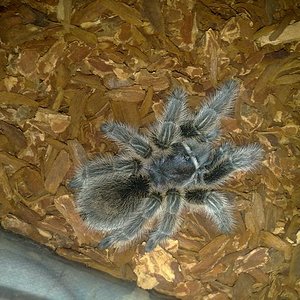 Mi grammostola desde arriba.jpg