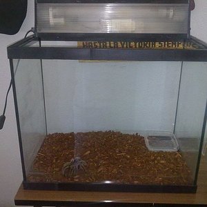 Mi grammostola y terrario simple si decoracion.jpg