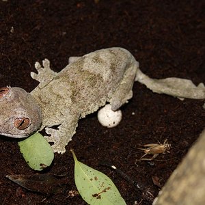 huevos henkeli 006red.JPG