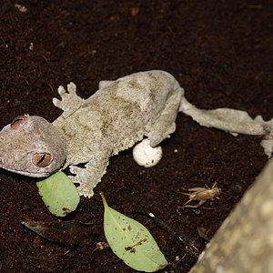 huevos henkeli 007red.JPG