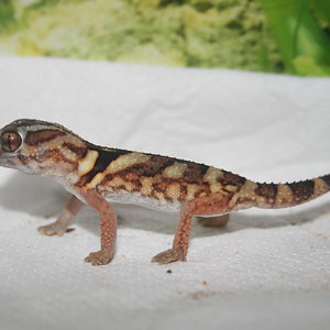 Chondrodactylus 12 hembra 2010 izq.JPG