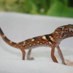 Chondrodactylus 10 macho 2010.JPG