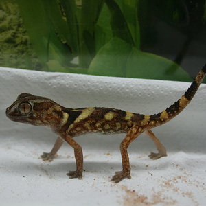 Chondrodactylus 08 hembra 2010.JPG