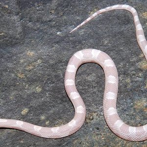 sunkissed snow 1.JPG