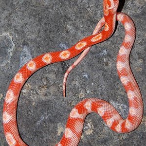 Amel sunkissed motley.JPG