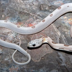 sunkissed anery striped 2.JPG