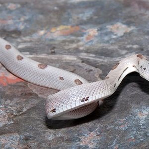 sunkissed aney striped.JPG