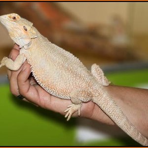 Leucistic Salmon.jpg