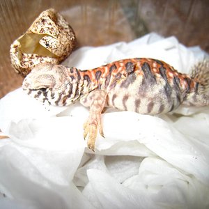 Copia de IMG_1264.JPG