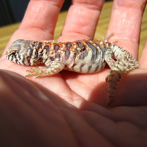 Copia de IMG_1273.JPG