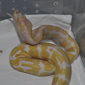 regius albina comiendo 2.jpg