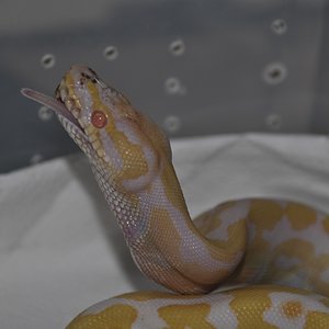 regius albina comiendo.jpg