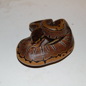 Pin 1 - 20.09.2010.....JPG