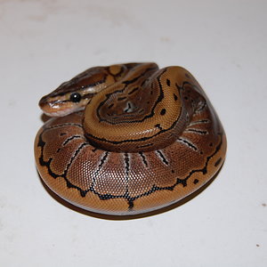 Pin 1 - 20.09.2010.JPG