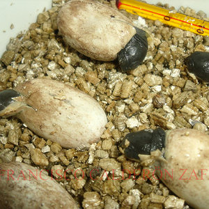 Crias pelomedusa 2010.JPG