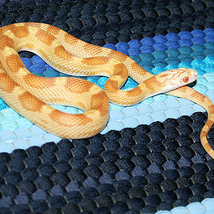 Sunkissed + Amel + Caramel + Motley.jpg