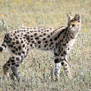 RH serval.jpg