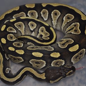 0.1 Python Regius Mojave Het ghost.jpg