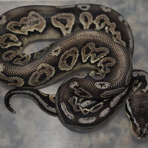 1.0 Python Regius Black Pewter.jpg