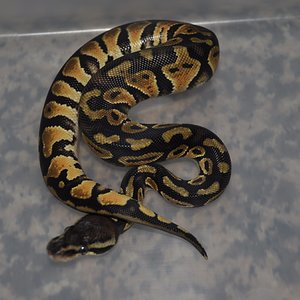 1.0 regius pastel.jpg