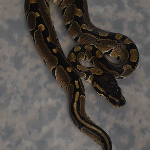 0.1 Python Regius Nominal 100% Het Albino.jpg
