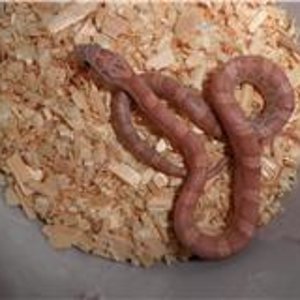 Sunkissed lavender 1.jpg