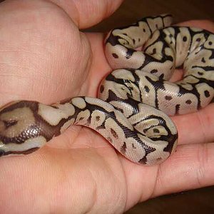 spidermojave (3).jpg