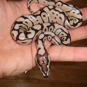 spidermojave (2).jpg