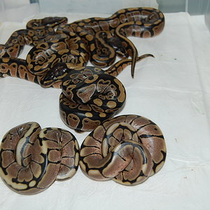 puesta spiders (5).JPG