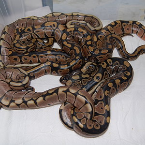 puesta spiders (2).JPG