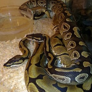 mojave x spider II.jpg