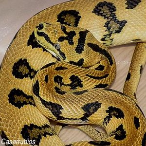 DSCF0782web copia2.jpg