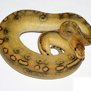 Champagne_1,0_NZ_2010,_146_Gramm,_IMG_3524[1] - copia.JPG