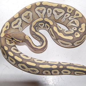 hypo mojave (4).JPG