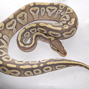 hypo mojave (6).JPG