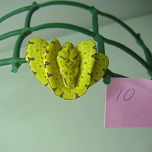 hembra 1 dia de vida.jpg