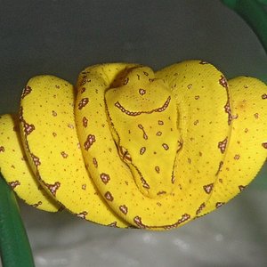 macho 1 dia de vida.JPG