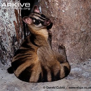 Hemigalus derbyanus.jpg