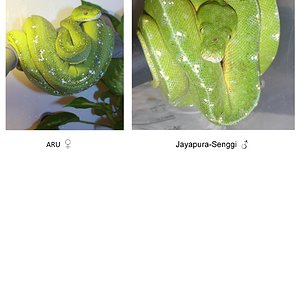 hembra aru 6002 x macho senggi-001.jpg