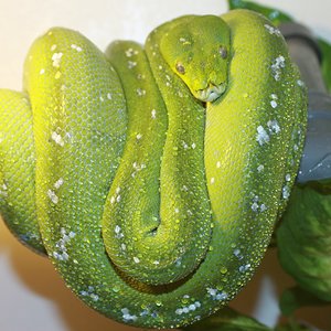 Hembra Aru 6002 [1600x1200].JPG