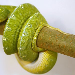 macho senggi [1600x1200].JPG