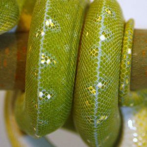 macho senggi f2 [1600x1200].JPG