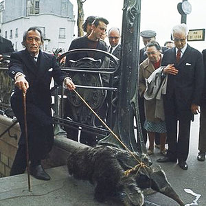dali_anteater.jpg