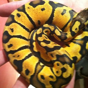 lemon pastel (2).JPG