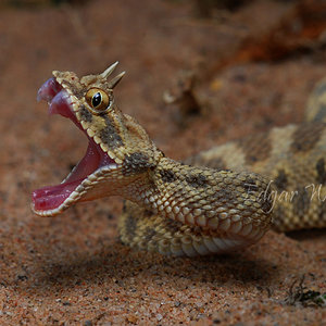 cerastes striking copia.jpg